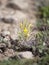 Uncultivated wild Ajuga chamaepitys subsp. Chia also known as ground pine, Cappadocia, Turkey in steppe.