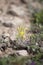 Uncultivated wild Ajuga chamaepitys subsp. Chia also known as ground pine, Cappadocia, Turkey in steppe.