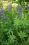 Uncultivated wild purple lupine beautiful flowers blooming in the park