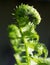 An Uncurling Fern Frond against a Black Background