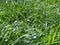 Uncut lawn. Green lush grass on the lawn. Lawn, carpet, natural green untrimmed grass field