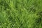 Uncut lawn showing long blades grass in sunlight