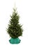 Undecorated Christmas Tree in Green Plastic Stand