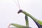 Under the background of white mantis head
