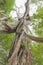 Under big green tree of a giant rainforest tree