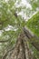 Under big green tree of a giant rainforest tree