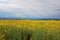 Under the blue sky, there is a beautiful golden cole flowers fields