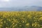 Under the blue sky, there is a beautiful golden cole flowers fields