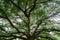 Under branches of a giant monkey pod tree in Kanchanaburi, Thailand