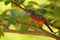 Under the Canopy (Painted Bunting)