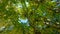 Under the canopy of yellow laburnum trees 4K UHD