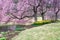 Under the Cherry Blossoms at Virginia Park