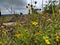 Under the dark clouds blossoms the yellow buds