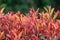 Under direct light, the colorful photinia fraseri