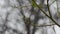 Under the drops of spring rain trees with green buds