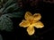 Under Exposed Light of Bitter Gourd Flower with Dark Surrounding