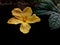 Under Exposed Light of Bitter Gourd Flower with Dark Surrounding