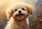 Under the Golden Sun: A Charming Pup\\\'s Playful Pose in the Grass