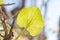 Under green leaf of caltha palustris flower
