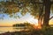 Under large tree on lake shore on sunset in summer. Summer landscape of nature. Big branchy tree on river bank in evening