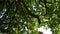 Under an old Oak Tree in Summer - Ground View Treetop