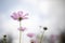 Under pink cosmo flower and blue sky background