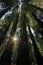 Under the redwood trees in the Redwood Natianol Park, California, USA, back light photography