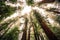 Under the Redwood Trees, Redwoods National & State Parks California