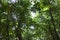 Under rubber trees branches and green leaves with sunlight.