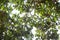 Under Santol or Sentul tree branches, fruit and green leaves.