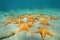 Under the sea a group of starfish in the Caribbean