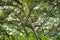 Under the shade trees, branches and leaves. Landscape with fresh green leaves. Looking up under tree.