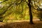 Under Spreading Chestnut Boughs