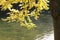 Under sunny foliage on river with birds and tree trunk