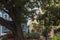 Under Tree Canopy at Cathedral Plaza