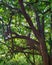 Under the tree, curved twigs and leaves