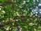 Under the tree, curved twigs and leaves natural