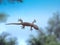 Under View of Common House Gecko on Windshield on Natur