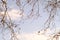 Under view of delicate tree branches with purple sky in the background