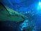 Under View of Two Sand Tiger Shark Under The Sea