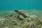 Under water green sea turtle grassy seabed Pacific