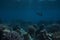 Under the water. Underwater panorama with coral reefs and fishes. Background. Underwater scene - tropical seabed with
