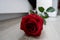 Under the white background, the beauty of the red rose still stands out on the smooth wooden floor.