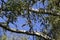 Underbelly of a Blue Jay