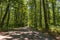 Underbrush landscape inside a forest in the Apennines mountains