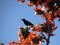 Underexposed Sunbird: A Delicate Encounter Amidst Palash Flowers