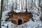 Underground abandoned bunker. Old ruined brick building under ground with snow in winter among forest with bare trees