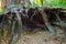 Underground tunnel of big bare roots under a tree in the forest