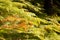 Undergrowth of bracken ferns in a forest of Canary Island pine.