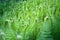 Undergrowth with green ferns